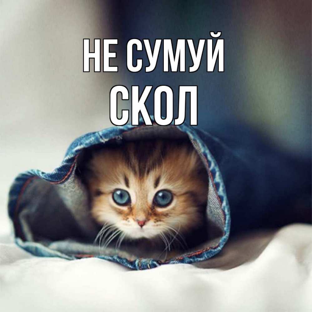 Открытка на каждый день з підписом, Скол Не сумуй кот в одежде Прикольна листівка з побажанням онлайн скачати безкоштовно 