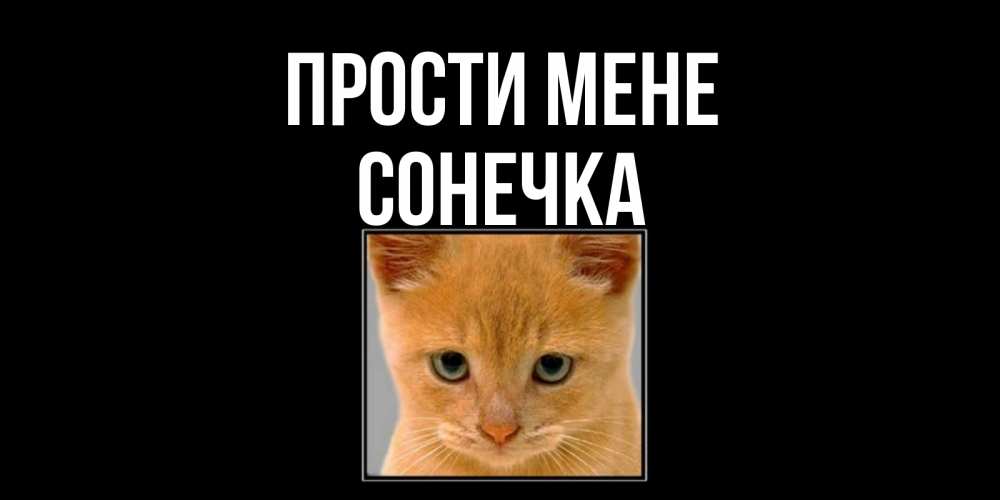 Открытка на каждый день з підписом, Сонечка Прости мене рыжий грустный кот просит прощения Прикольна листівка з побажанням онлайн скачати безкоштовно 