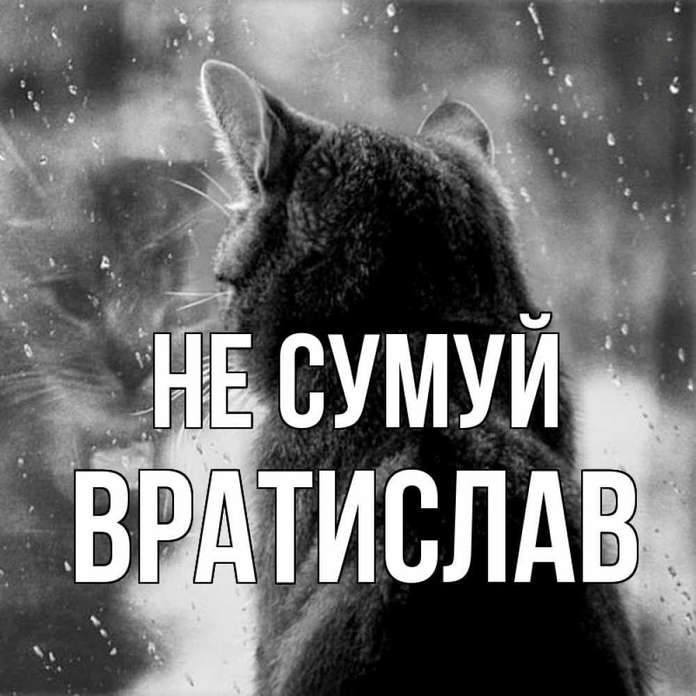 Открытка на каждый день з підписом, Вратислав Не сумуй отражение кота 1 Прикольна листівка з побажанням онлайн скачати безкоштовно 