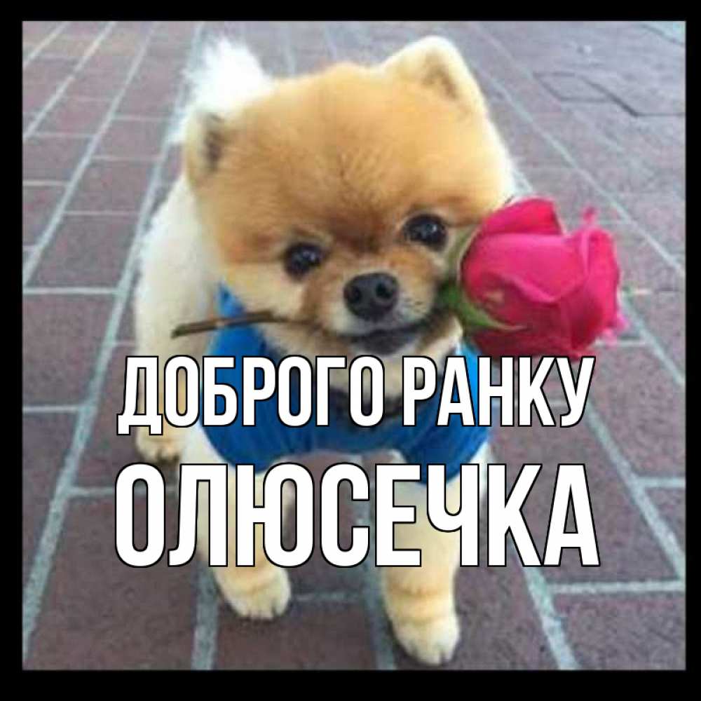 Открытка на каждый день з підписом, Олюсечка Доброго ранку роза в зубах Прикольна листівка з побажанням онлайн скачати безкоштовно 