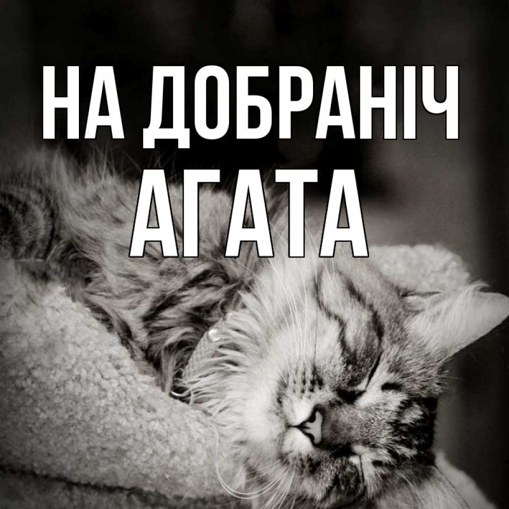 Открытка на каждый день з підписом, Агата На добраніч котярик пушистый Прикольна листівка з побажанням онлайн скачати безкоштовно 