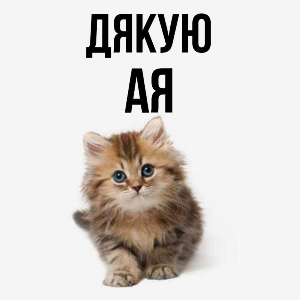 Открытка на каждый день з підписом, Ая Дякую пушистый котик Прикольна листівка з побажанням онлайн скачати безкоштовно 