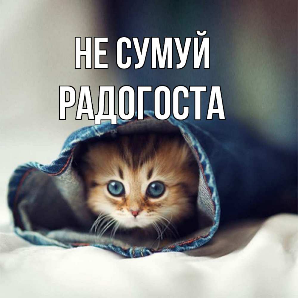 Открытка на каждый день з підписом, Радогоста Не сумуй рыжик котик Прикольна листівка з побажанням онлайн скачати безкоштовно 