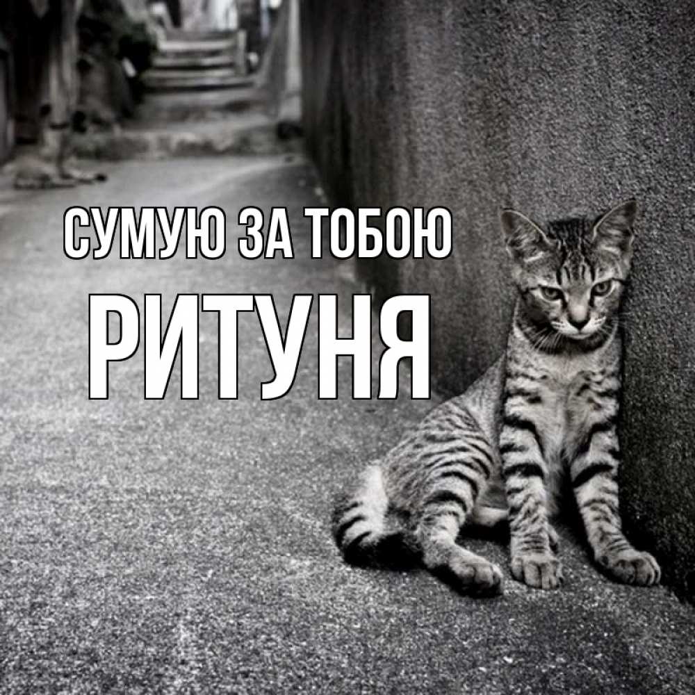 Открытка на каждый день з підписом, Ритуня Сумую за тобою одиноко котику Прикольна листівка з побажанням онлайн скачати безкоштовно 