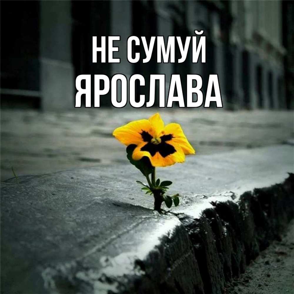 Открытка на каждый день з підписом, Ярослава Не сумуй не сдавайся Прикольна листівка з побажанням онлайн скачати безкоштовно 