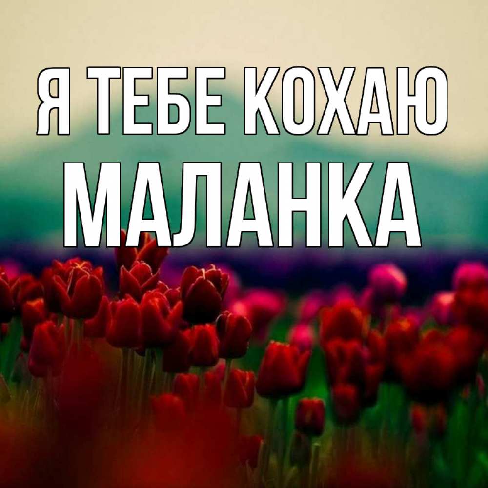 Открытка на каждый день з підписом, Маланка Я тебе кохаю тюльпаны 4 Прикольна листівка з побажанням онлайн скачати безкоштовно 