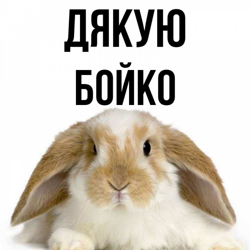 Открытка на каждый день з підписом, Бойко Дякую коричнево белый заяц Прикольна листівка з побажанням онлайн скачати безкоштовно 