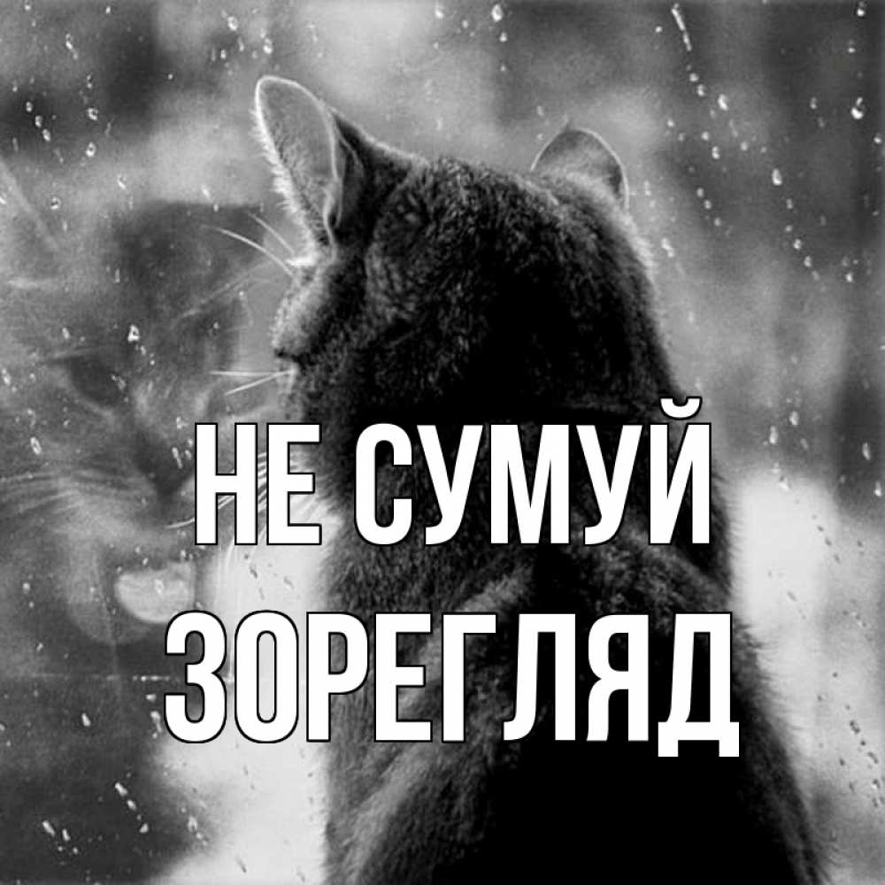 Открытка на каждый день з підписом, Зорегляд Не сумуй отражение кота 1 Прикольна листівка з побажанням онлайн скачати безкоштовно 