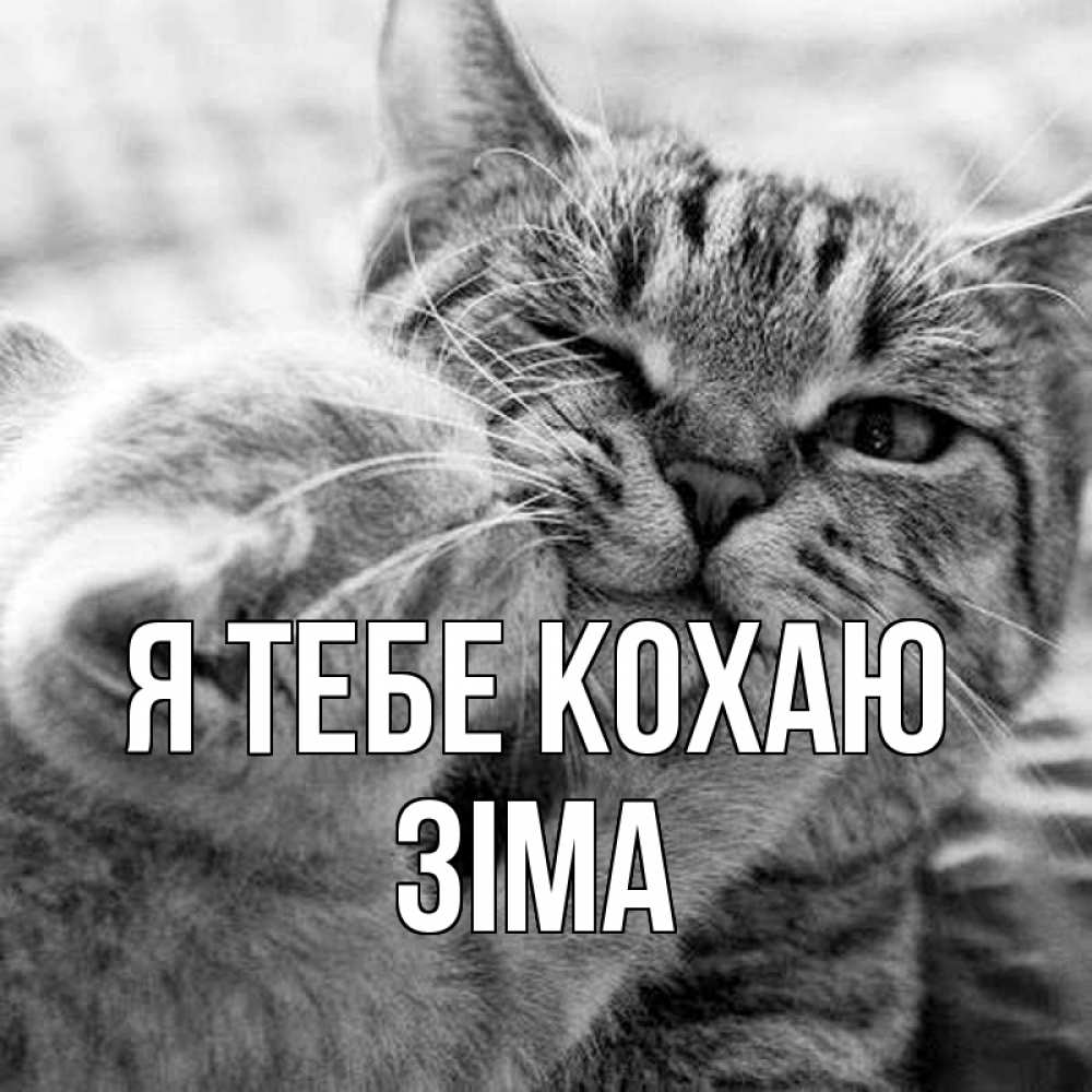 Открытка на каждый день з підписом, Зіма Я тебе кохаю коты Прикольна листівка з побажанням онлайн скачати безкоштовно 