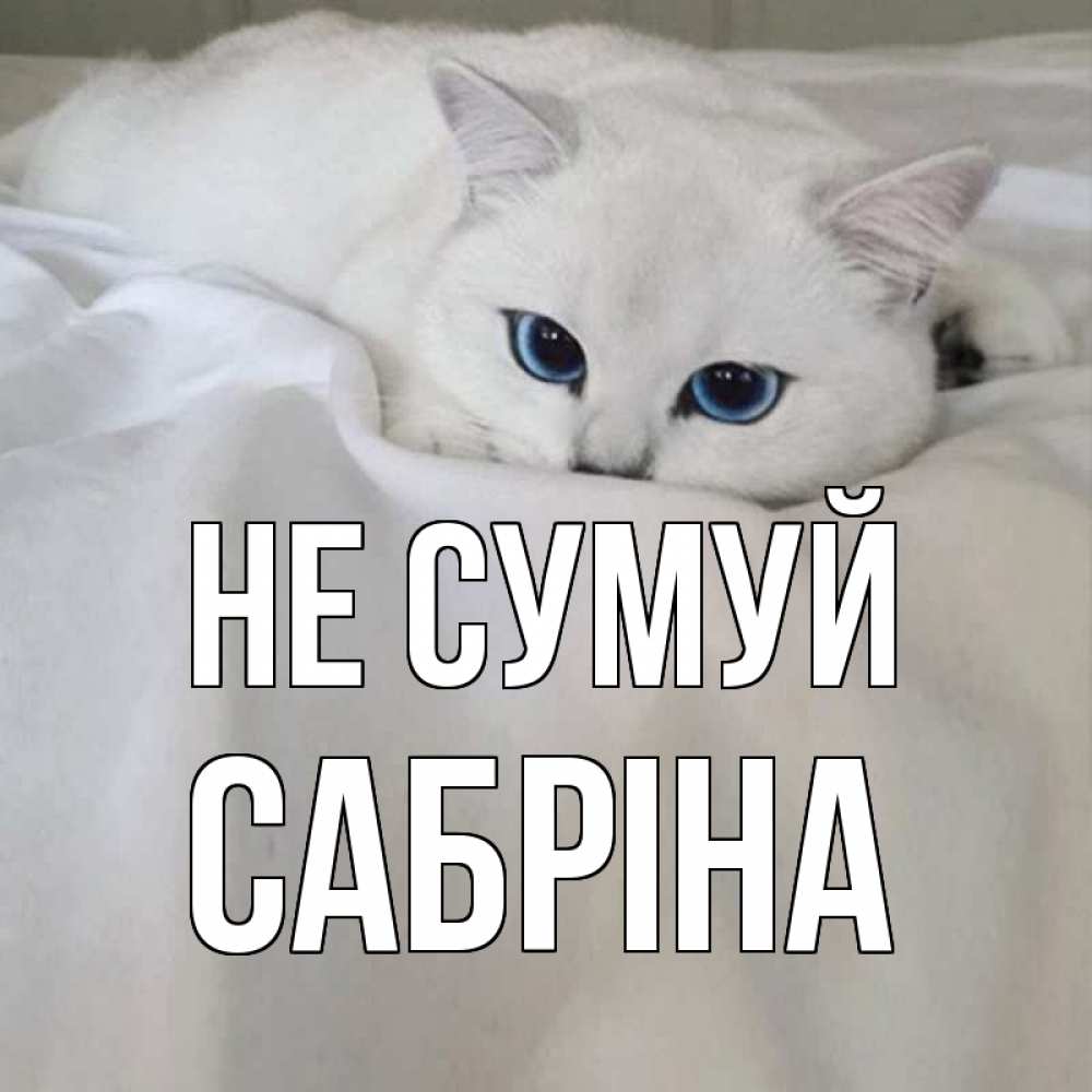 Открытка на каждый день з підписом, Сабріна Не сумуй белый кот с голубыми глазами на белоснежной кровати Прикольна листівка з побажанням онлайн скачати безкоштовно 