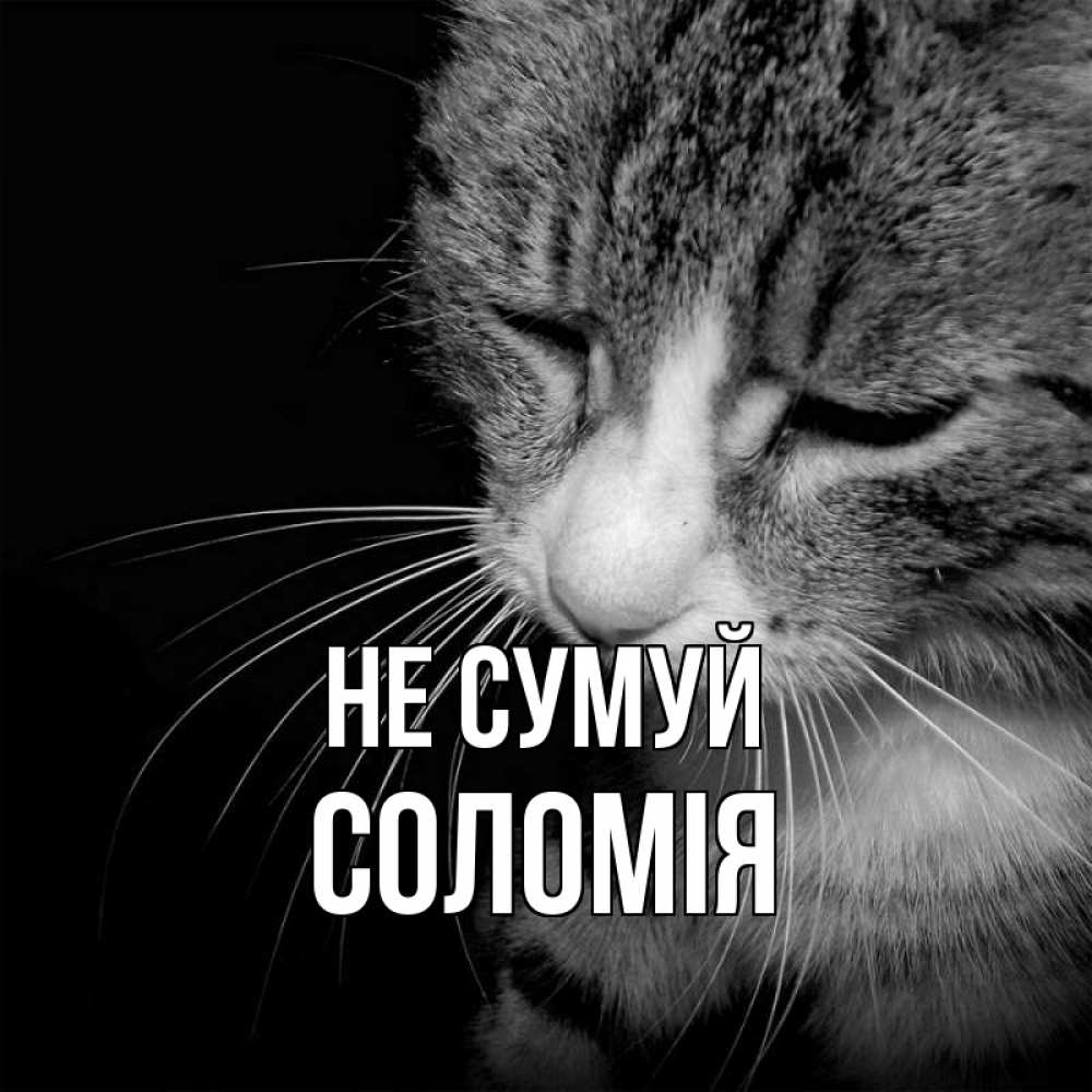 Открытка на каждый день з підписом, Соломія Не сумуй грустный котик Прикольна листівка з побажанням онлайн скачати безкоштовно 