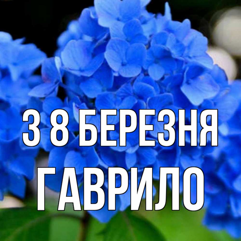 Открытка на каждый день з підписом, Гаврило З 8 БЕРЕЗНЯ синие цветы Прикольна листівка з побажанням онлайн скачати безкоштовно 