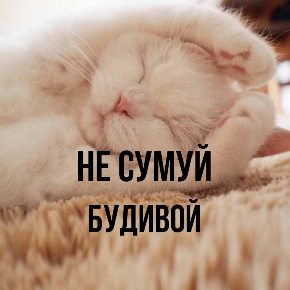 Открытка на каждый день з підписом, Будивой Не сумуй Котенок спит Прикольна листівка з побажанням онлайн скачати безкоштовно 