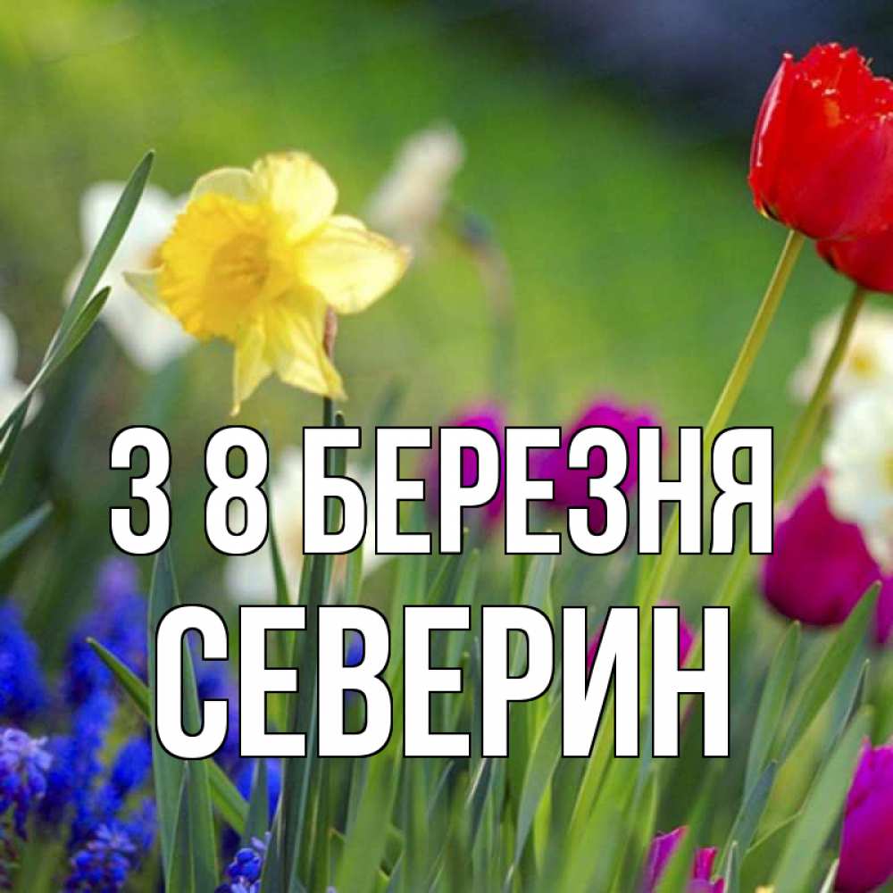 Открытка на каждый день з підписом, Северин З 8 БЕРЕЗНЯ международный женский день 3 Прикольна листівка з побажанням онлайн скачати безкоштовно 