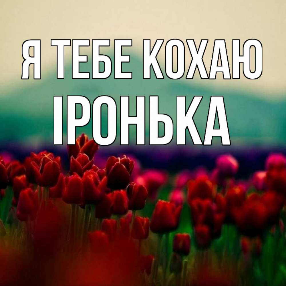 Открытка на каждый день з підписом, Іронька Я тебе кохаю тюльпаны 4 Прикольна листівка з побажанням онлайн скачати безкоштовно 