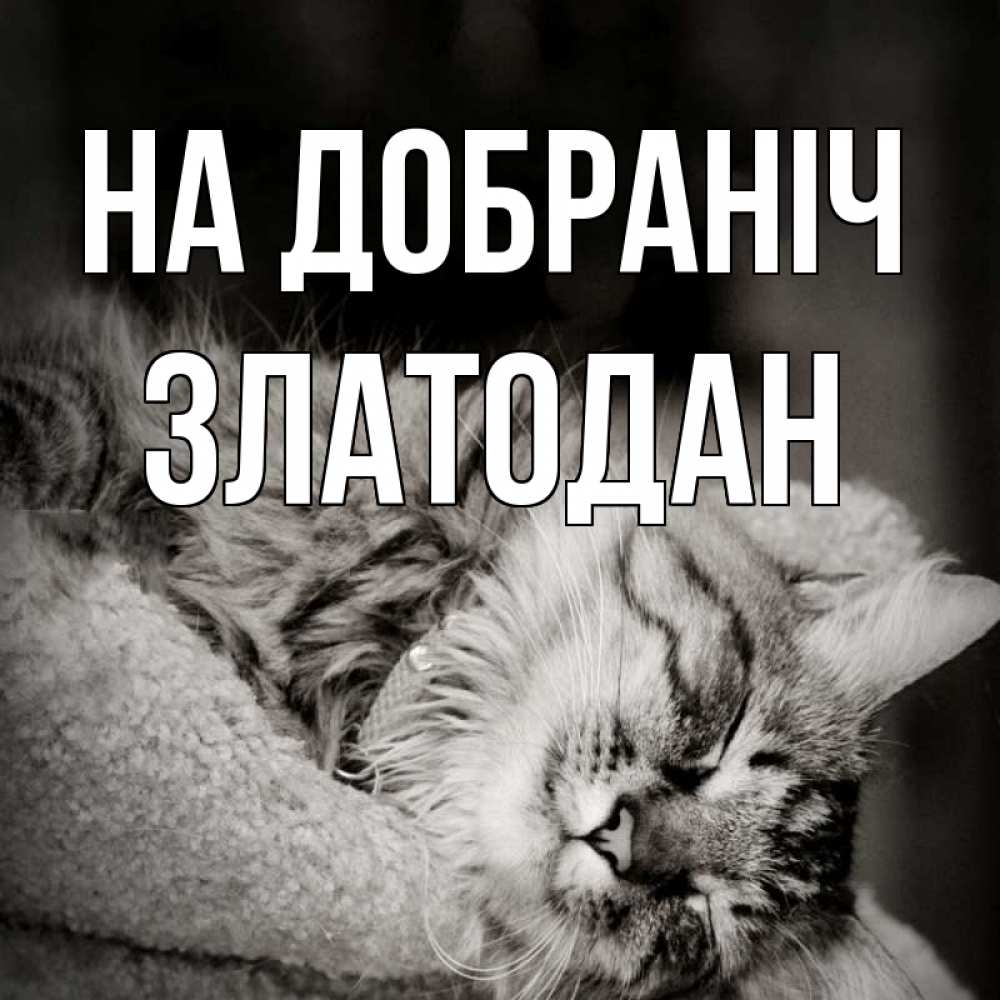 Открытка на каждый день з підписом, Златодан На добраніч котярик пушистый Прикольна листівка з побажанням онлайн скачати безкоштовно 