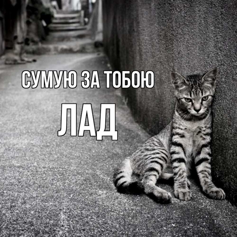 Открытка на каждый день з підписом, Лад Сумую за тобою одиноко котику Прикольна листівка з побажанням онлайн скачати безкоштовно 