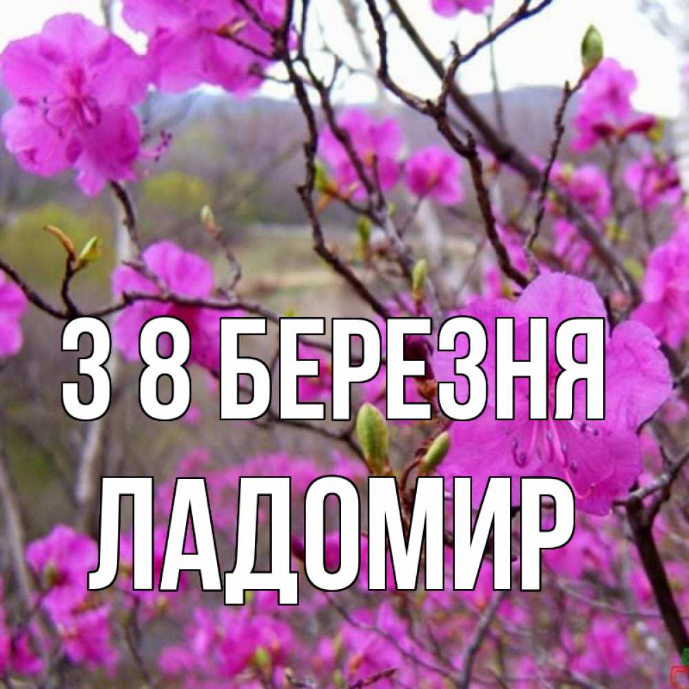 Открытка на каждый день з підписом, Ладомир З 8 БЕРЕЗНЯ международный женский день Прикольна листівка з побажанням онлайн скачати безкоштовно 