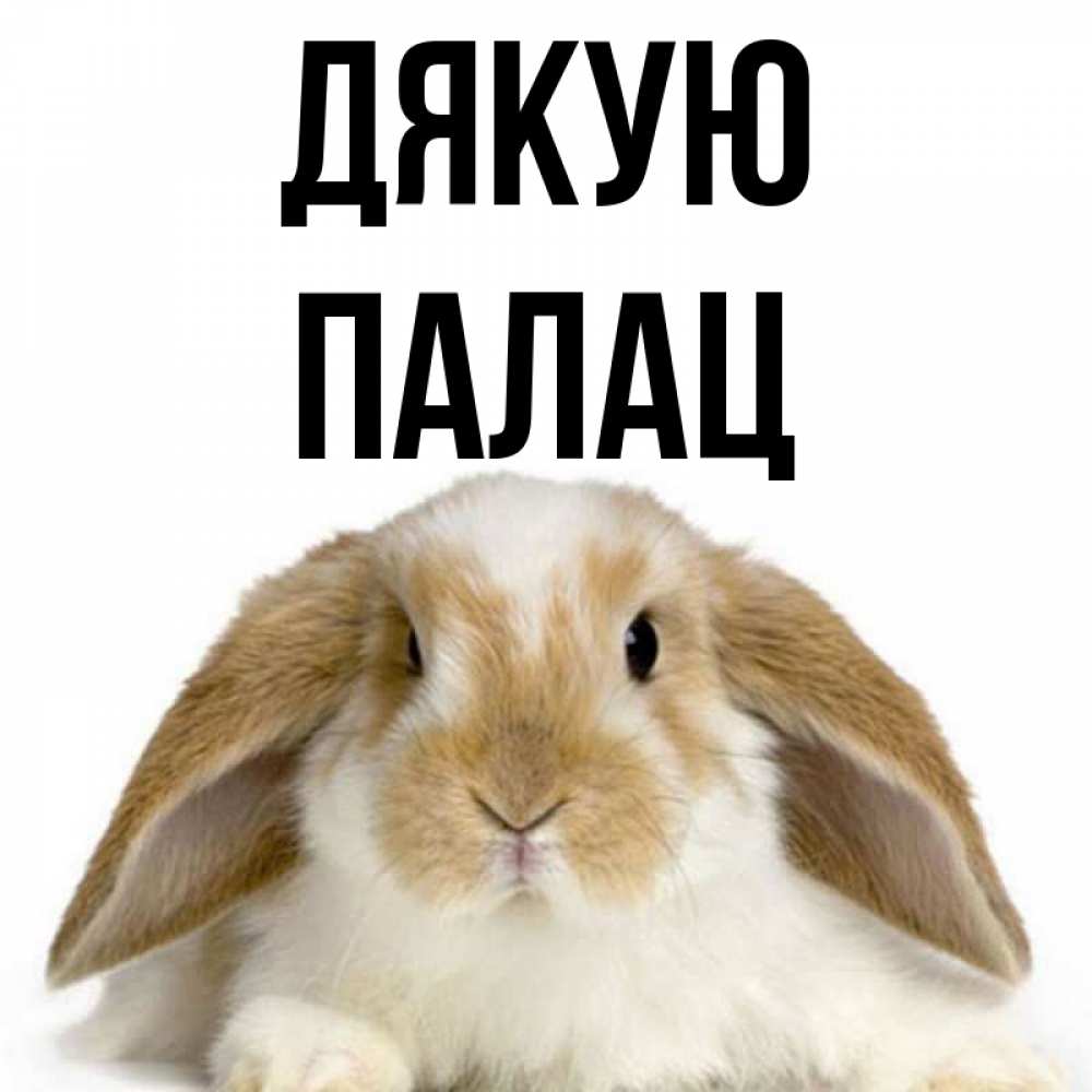 Открытка на каждый день з підписом, Палац Дякую коричнево белый заяц Прикольна листівка з побажанням онлайн скачати безкоштовно 