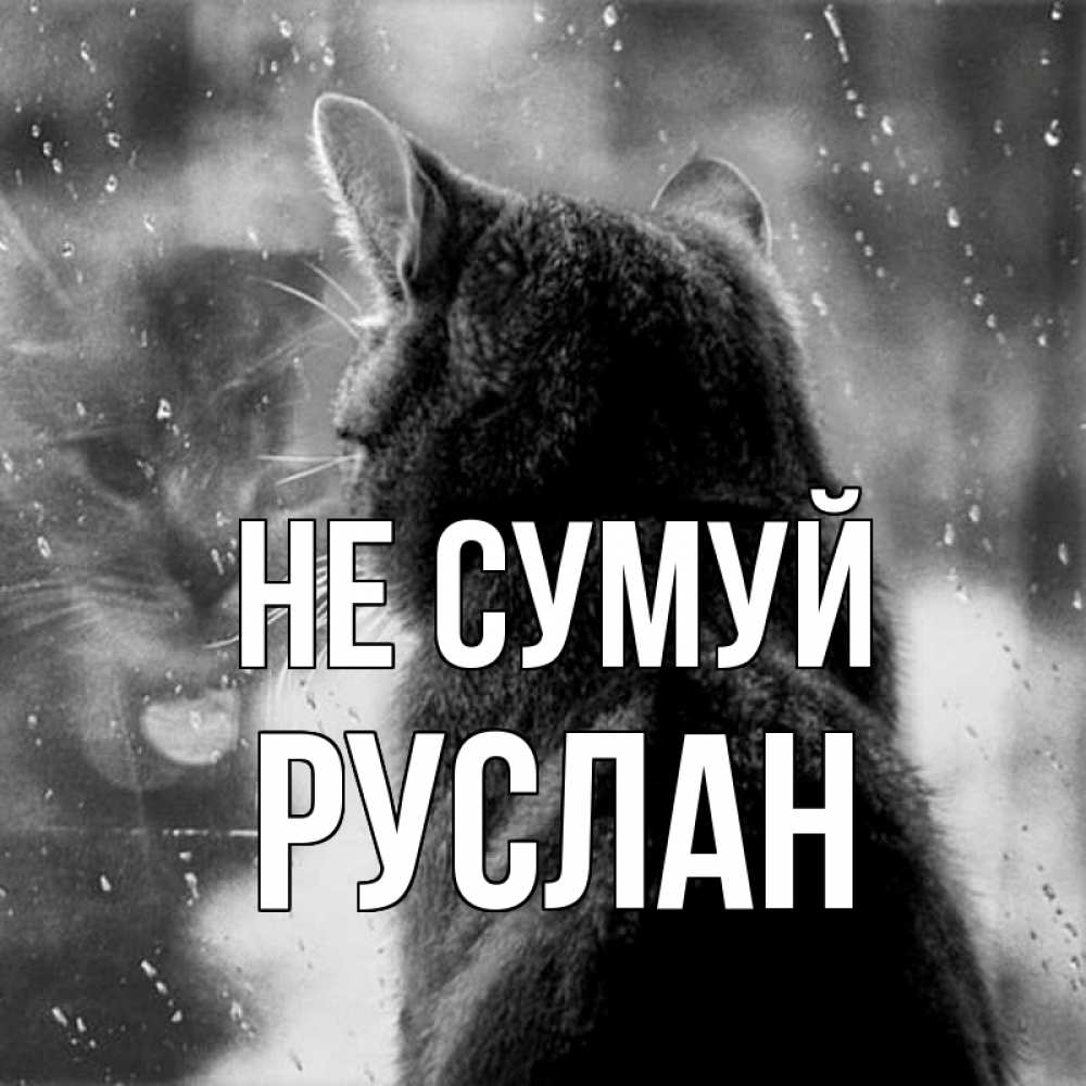 Открытка на каждый день з підписом, Руслан Не сумуй отражение кота 1 Прикольна листівка з побажанням онлайн скачати безкоштовно 