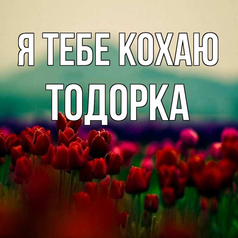Открытка на каждый день з підписом, Тодорка Я тебе кохаю тюльпаны 4 Прикольна листівка з побажанням онлайн скачати безкоштовно 