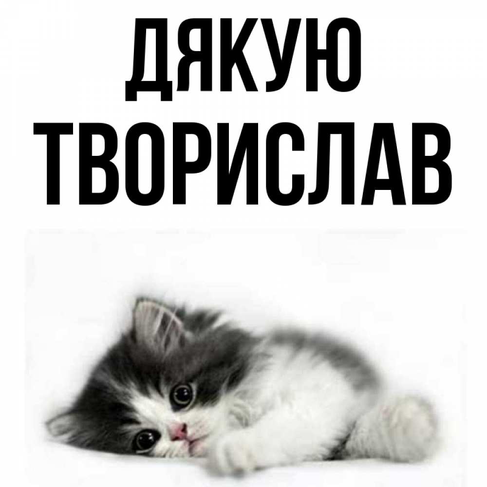 Открытка на каждый день з підписом, Творислав Дякую черный и белый кот Прикольна листівка з побажанням онлайн скачати безкоштовно 
