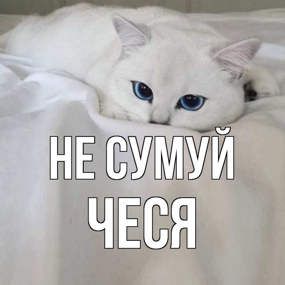 Открытка на каждый день з підписом, Чеся Не сумуй белый кот с голубыми глазами на белоснежной кровати Прикольна листівка з побажанням онлайн скачати безкоштовно 