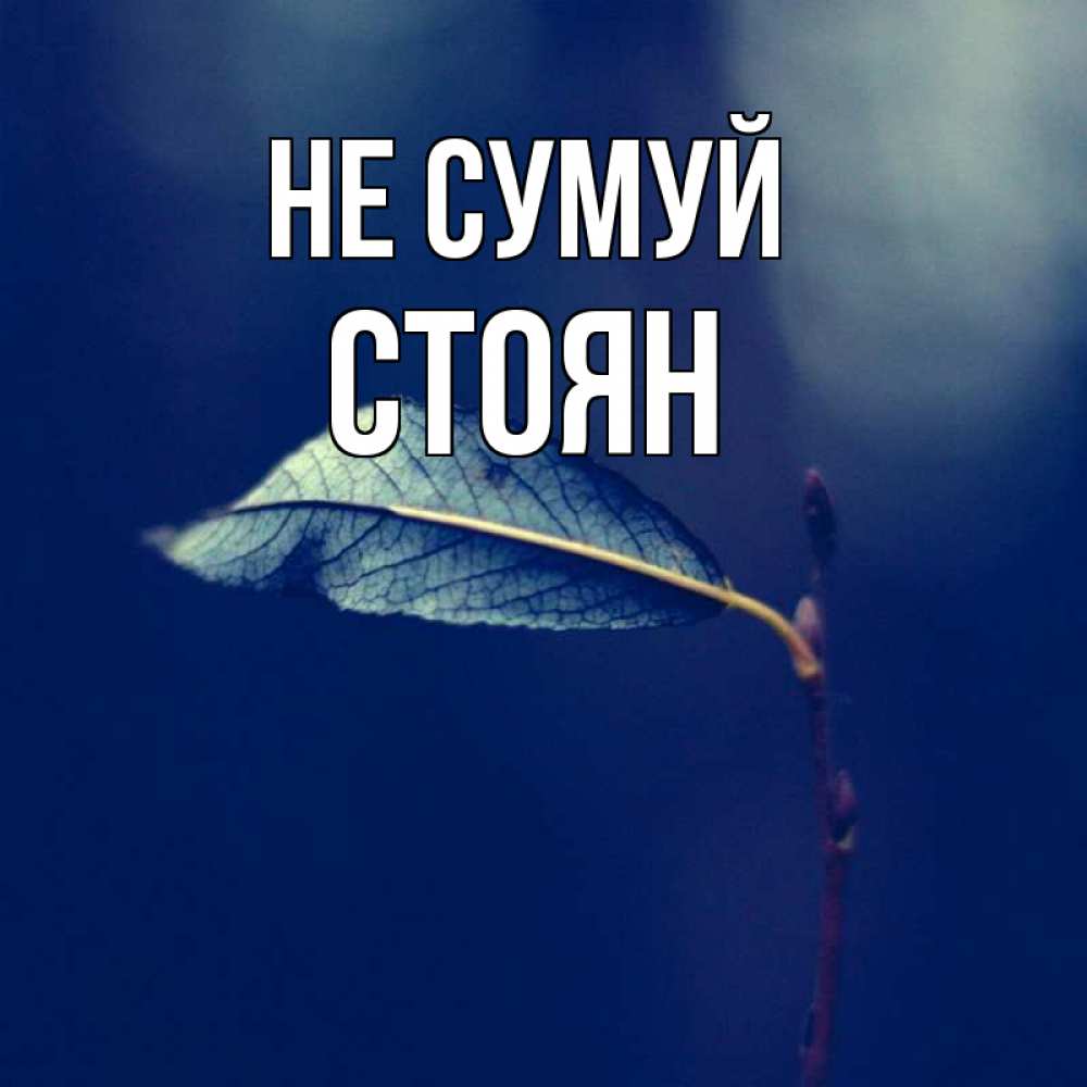 Открытка на каждый день з підписом, Стоян Не сумуй растение Прикольна листівка з побажанням онлайн скачати безкоштовно 