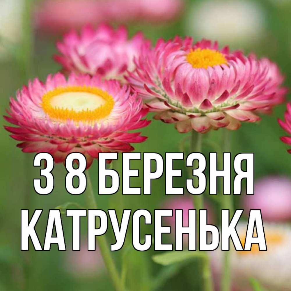 Открытка на каждый день з підписом, Катрусенька З 8 БЕРЕЗНЯ подарок на международный женский день Прикольна листівка з побажанням онлайн скачати безкоштовно 