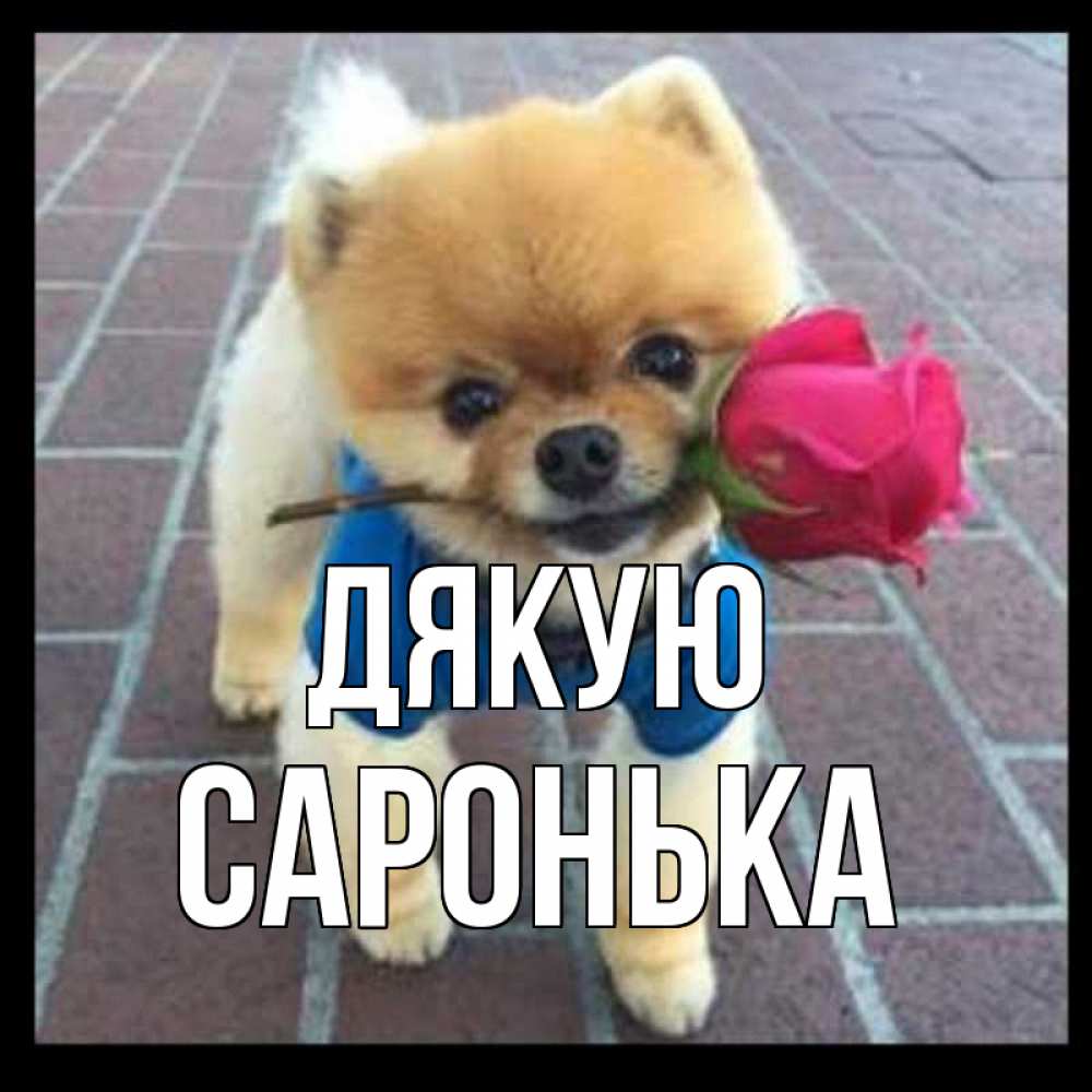 Открытка на каждый день з підписом, Саронька Дякую спасибо и дарю тебе цветок Прикольна листівка з побажанням онлайн скачати безкоштовно 