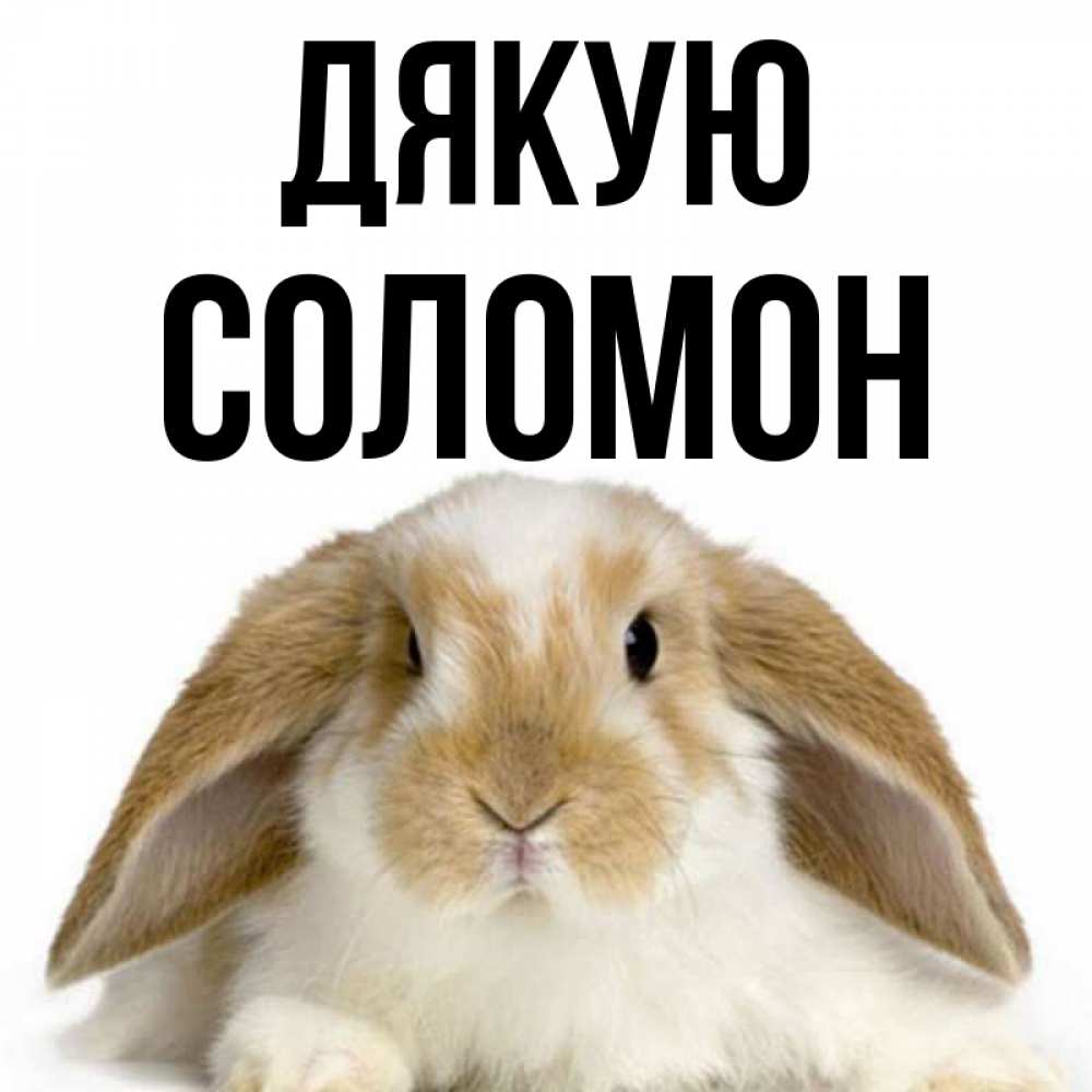 Открытка на каждый день з підписом, Соломон Дякую коричнево белый заяц Прикольна листівка з побажанням онлайн скачати безкоштовно 