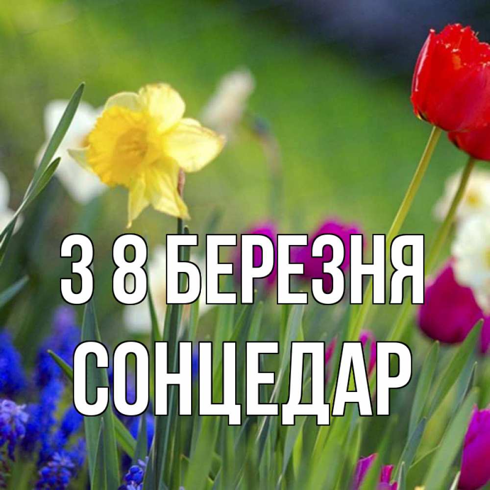 Открытка на каждый день з підписом, Сонцедар З 8 БЕРЕЗНЯ международный женский день 3 Прикольна листівка з побажанням онлайн скачати безкоштовно 