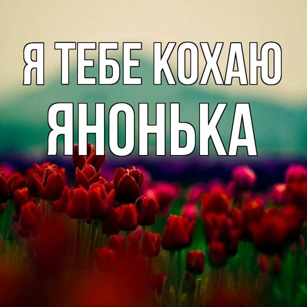 Открытка на каждый день з підписом, Янонька Я тебе кохаю тюльпаны 4 Прикольна листівка з побажанням онлайн скачати безкоштовно 