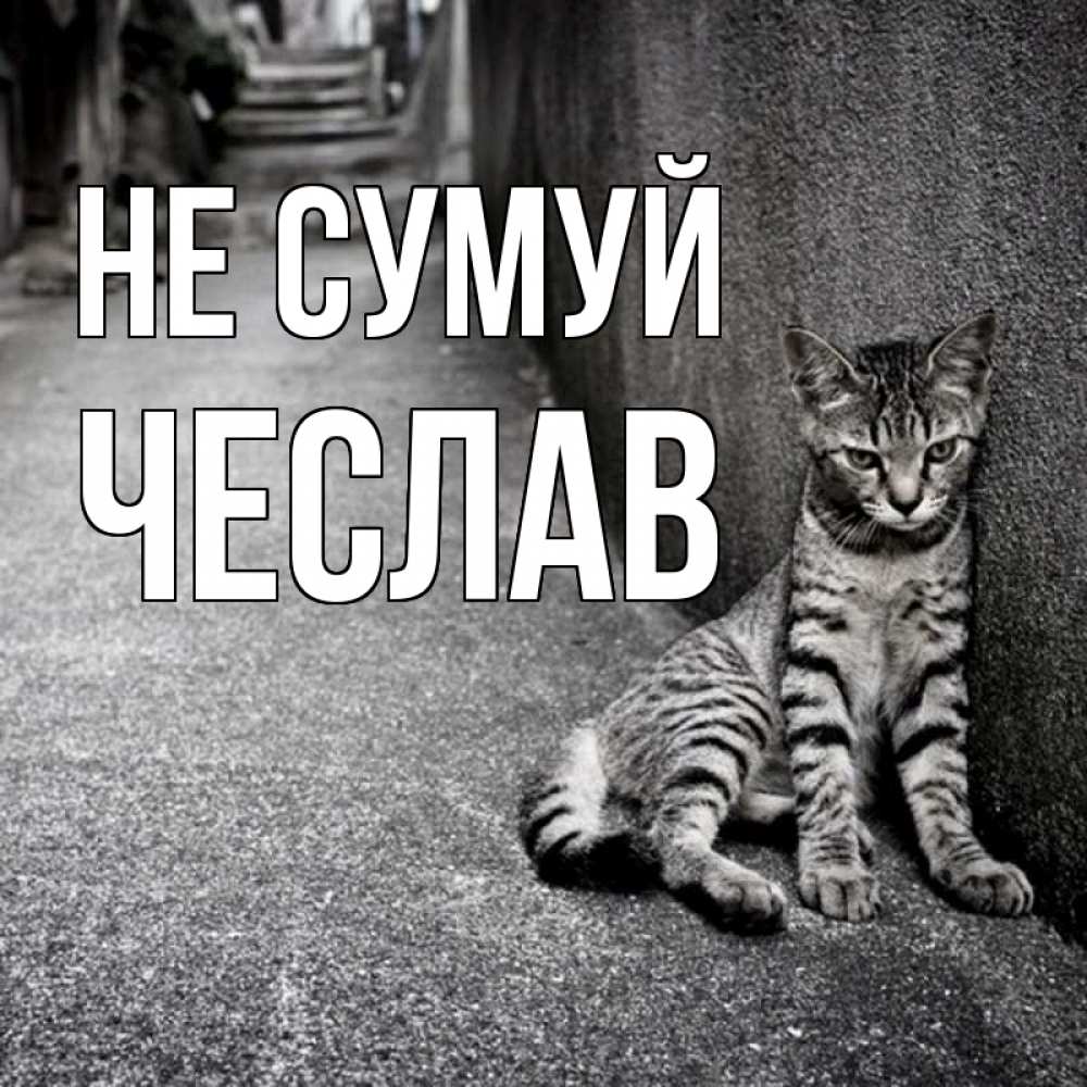 Открытка на каждый день з підписом, Чеслав Не сумуй скучающий котик Прикольна листівка з побажанням онлайн скачати безкоштовно 