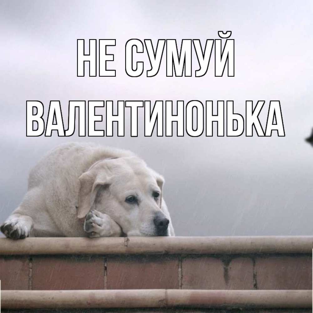 Открытка на каждый день з підписом, Валентинонька Не сумуй белый пес 1 Прикольна листівка з побажанням онлайн скачати безкоштовно 