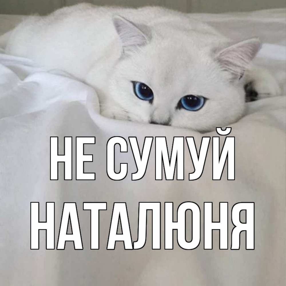 Открытка на каждый день з підписом, Наталюня Не сумуй белый кот с голубыми глазами на белоснежной кровати Прикольна листівка з побажанням онлайн скачати безкоштовно 