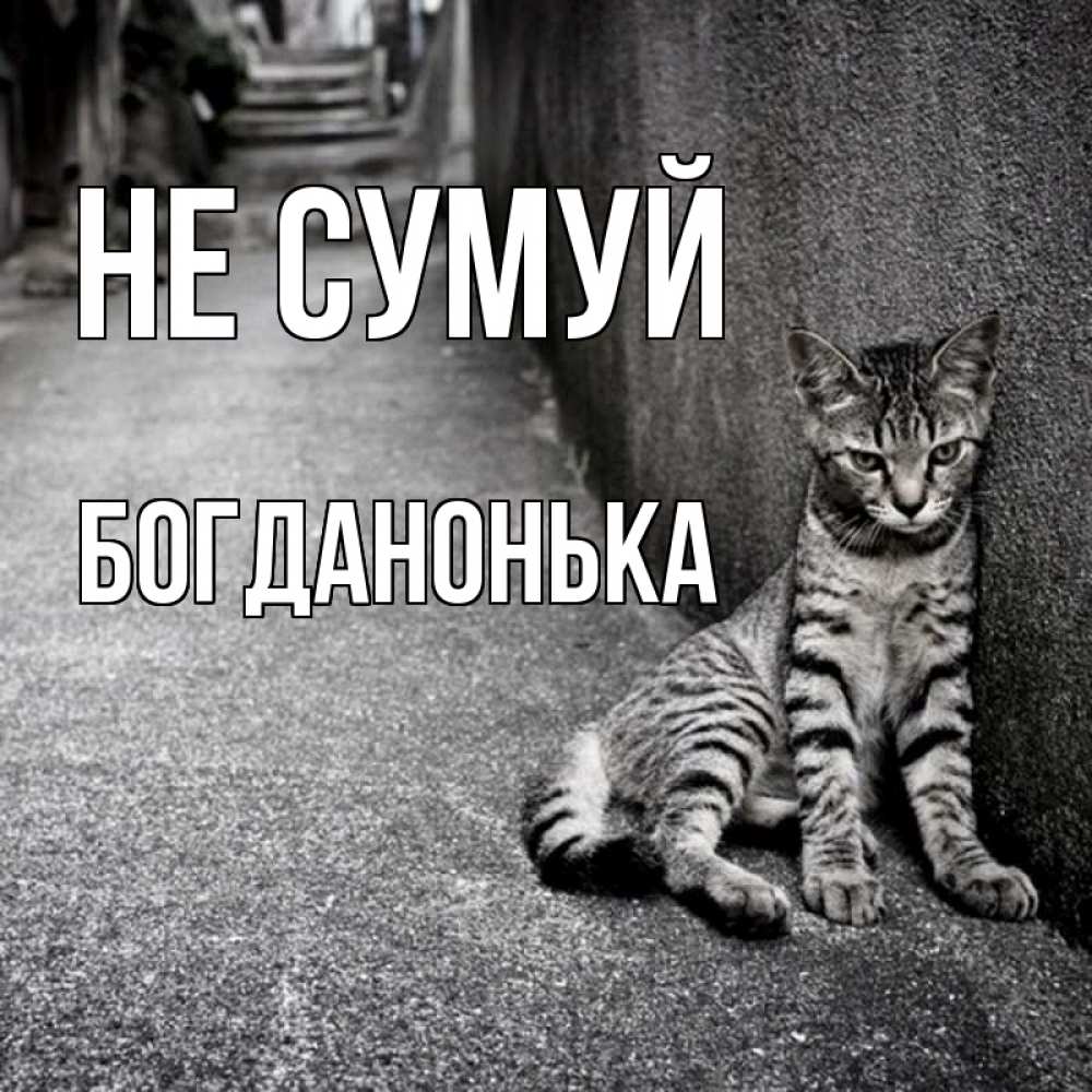 Открытка на каждый день з підписом, Богданонька Не сумуй скучающий котик Прикольна листівка з побажанням онлайн скачати безкоштовно 