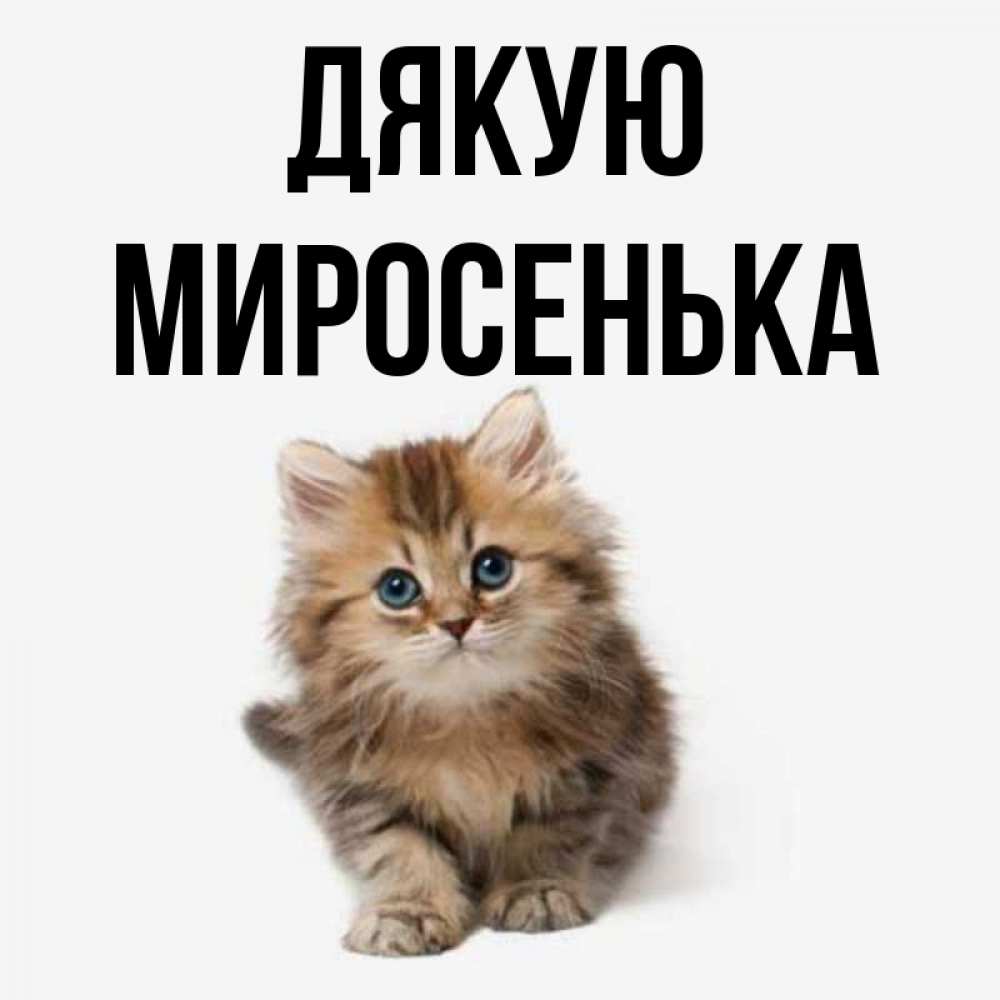 Открытка на каждый день з підписом, Миросенька Дякую пушистый котик Прикольна листівка з побажанням онлайн скачати безкоштовно 