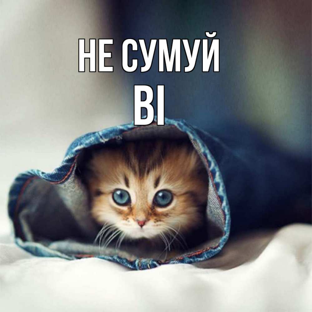 Открытка на каждый день з підписом, Ві Не сумуй рыжик котик Прикольна листівка з побажанням онлайн скачати безкоштовно 