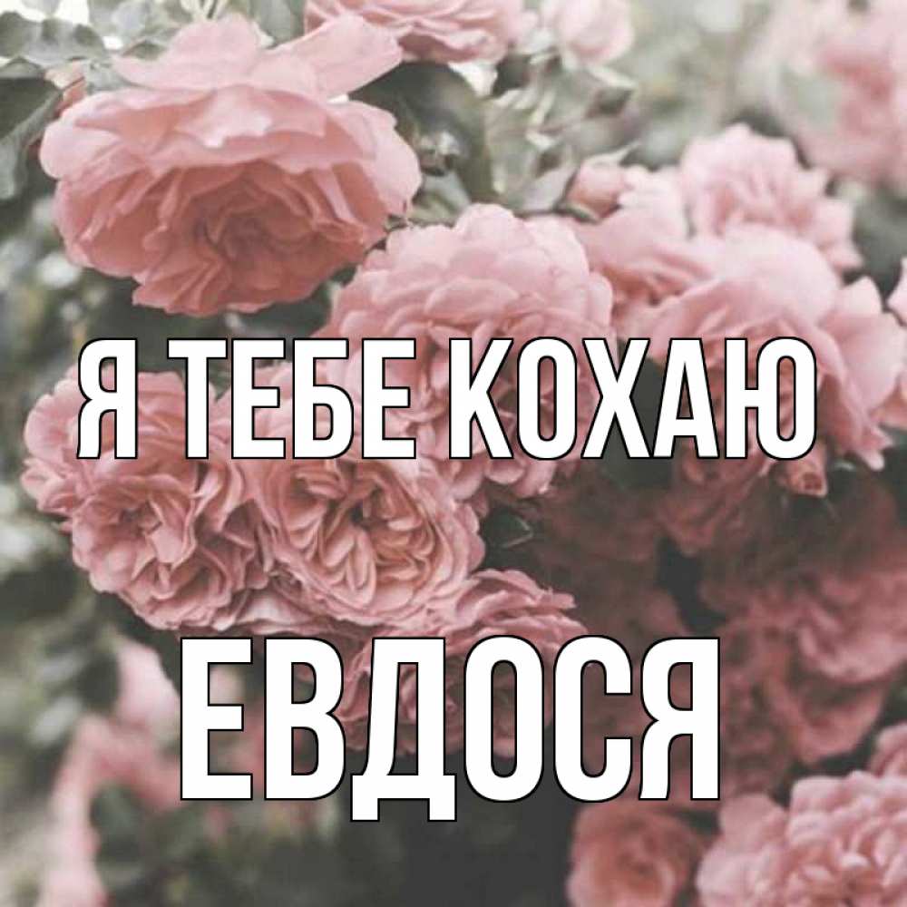Открытка на каждый день з підписом, Евдося Я тебе кохаю розы 3 Прикольна листівка з побажанням онлайн скачати безкоштовно 