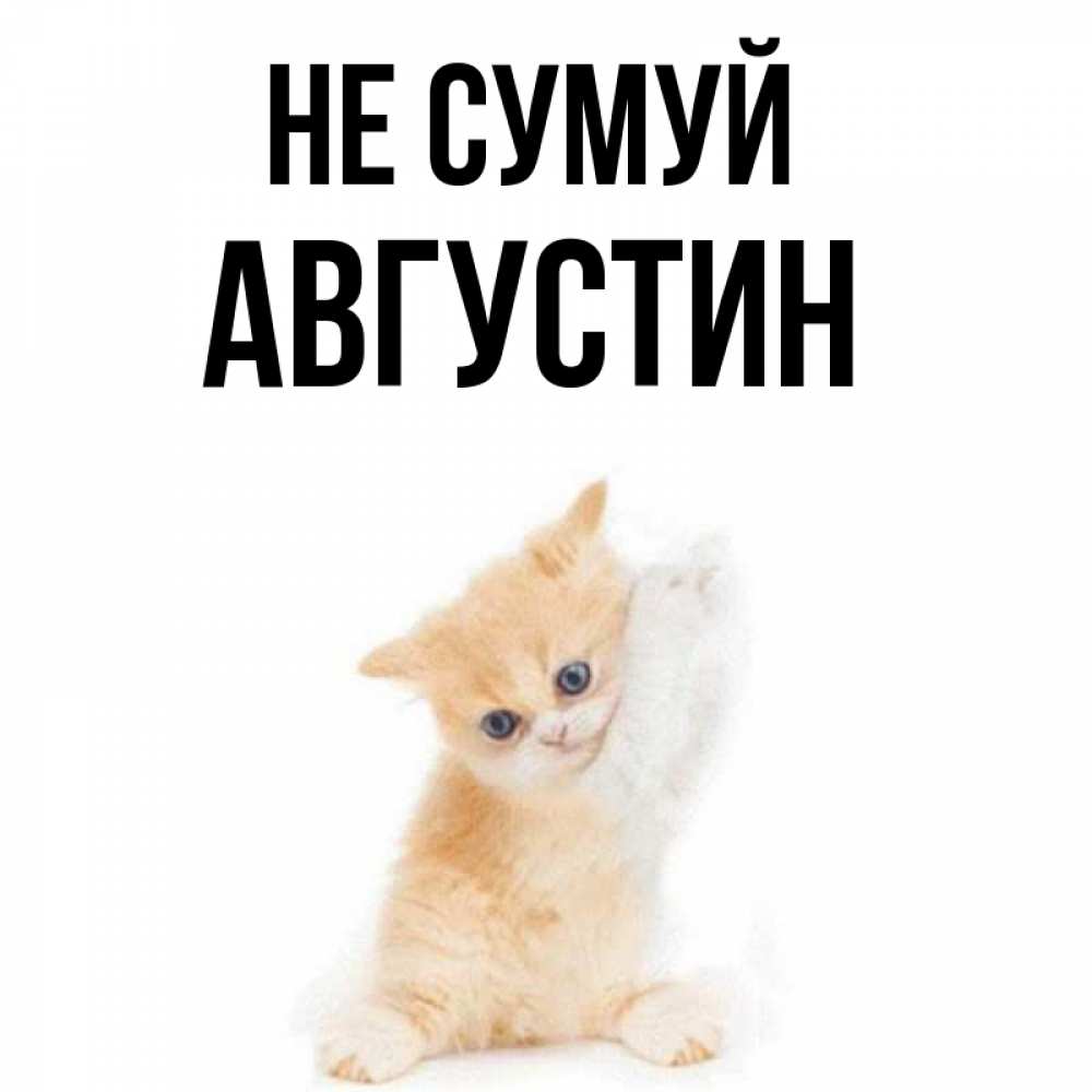 Открытка на каждый день з підписом, Августин Не сумуй просящий кот Прикольна листівка з побажанням онлайн скачати безкоштовно 