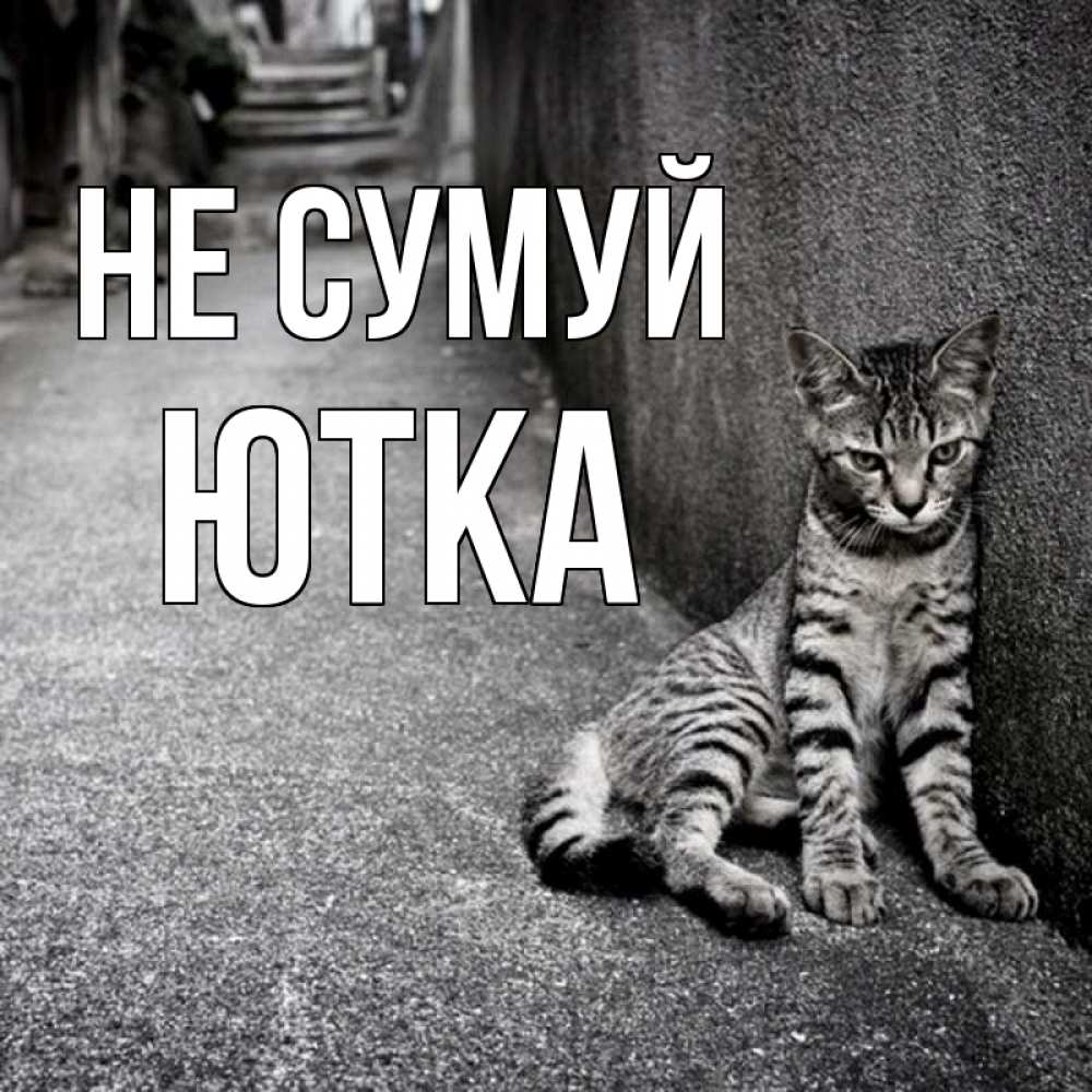 Открытка на каждый день з підписом, Ютка Не сумуй скучающий котик Прикольна листівка з побажанням онлайн скачати безкоштовно 