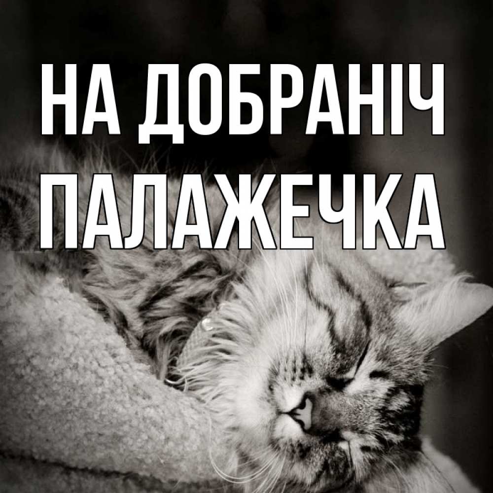 Открытка на каждый день з підписом, Палажечка На добраніч котярик пушистый Прикольна листівка з побажанням онлайн скачати безкоштовно 