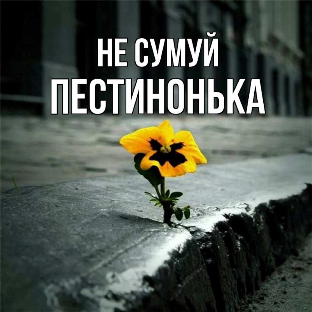 Открытка на каждый день з підписом, Пестинонька Не сумуй не сдавайся Прикольна листівка з побажанням онлайн скачати безкоштовно 