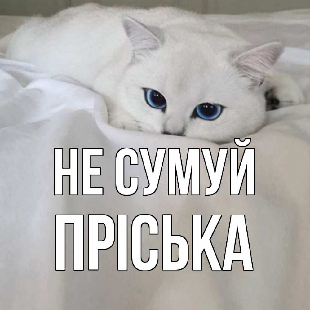 Открытка на каждый день з підписом, Пріська Не сумуй белый кот с голубыми глазами на белоснежной кровати Прикольна листівка з побажанням онлайн скачати безкоштовно 