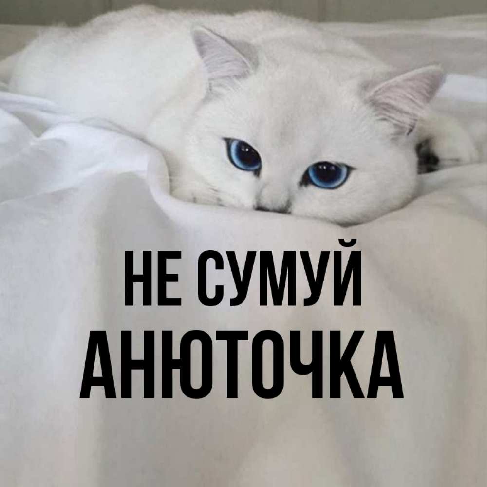 Открытка на каждый день з підписом, Анюточка Не сумуй Голубоглазая кошка Прикольна листівка з побажанням онлайн скачати безкоштовно 