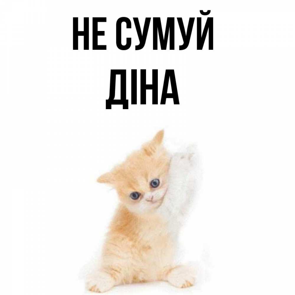 Открытка на каждый день з підписом, Діна Не сумуй просящий кот Прикольна листівка з побажанням онлайн скачати безкоштовно 