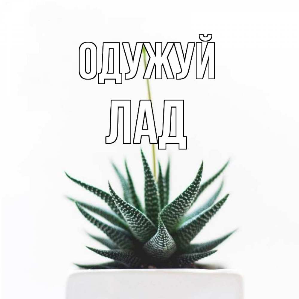 Открытка на каждый день з підписом, Лад Одужуй короче это непонятная колючка Прикольна листівка з побажанням онлайн скачати безкоштовно 