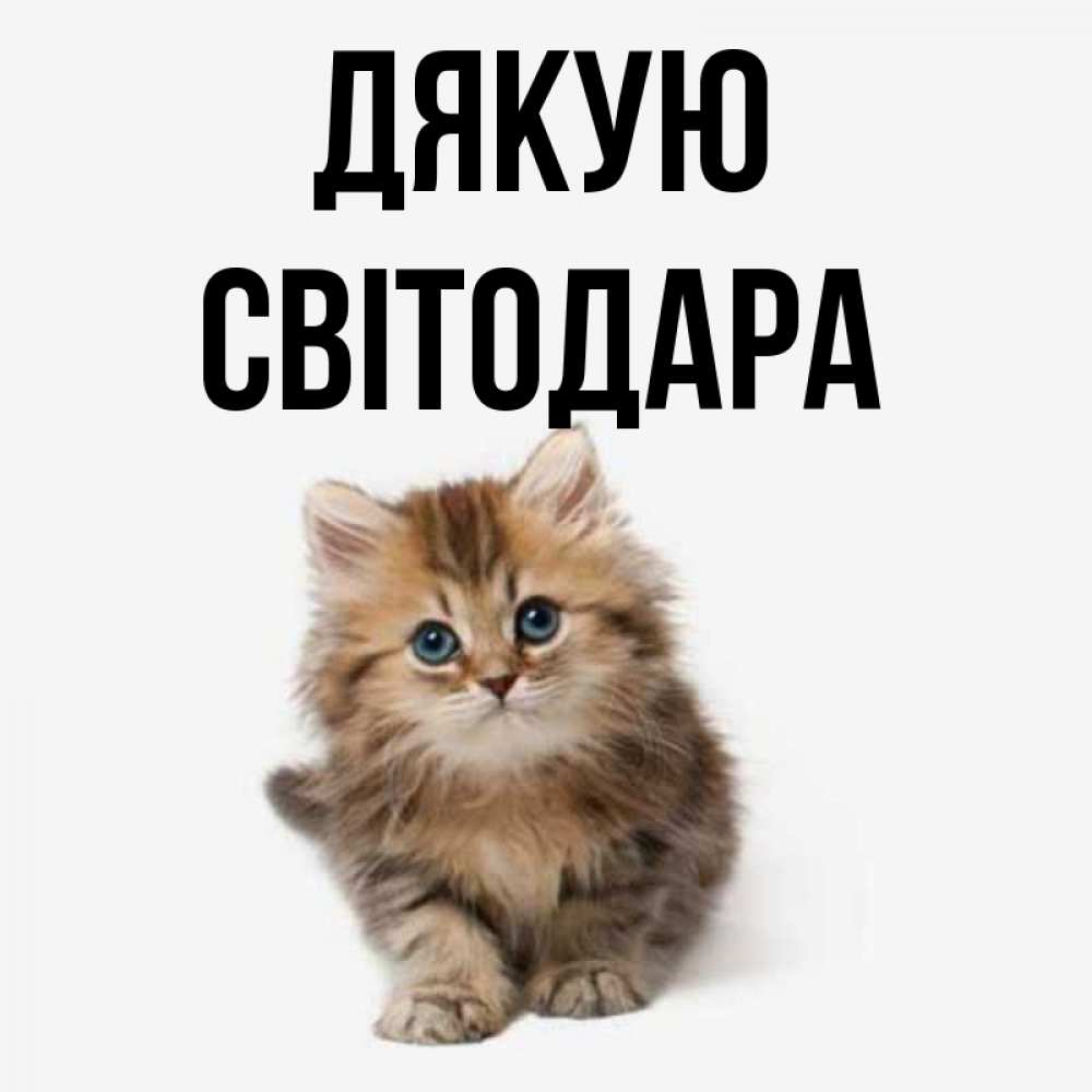 Открытка на каждый день з підписом, Світодара Дякую пушистый котик Прикольна листівка з побажанням онлайн скачати безкоштовно 