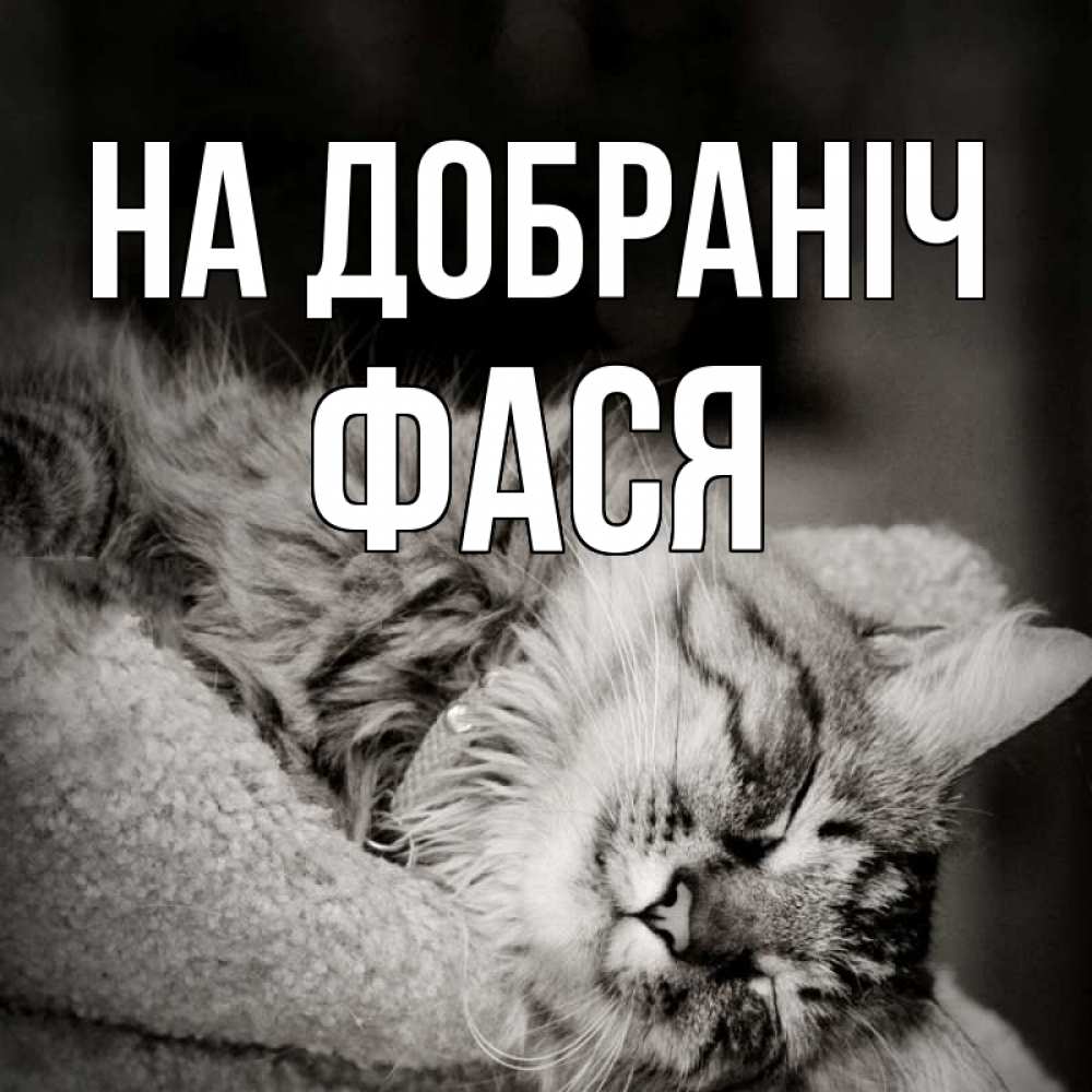 Открытка на каждый день з підписом, Фася На добраніч котярик пушистый Прикольна листівка з побажанням онлайн скачати безкоштовно 